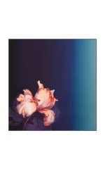Elegant peach-colored flower with flowing petals against a dark blue gradient background, perfect for art lovers and interior decor enthusiasts.