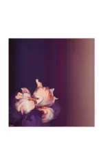 Soft peach and cream-colored iris flowers with ruffled petals against a dark purple gradient background, creating an elegant and artistic floral composition.