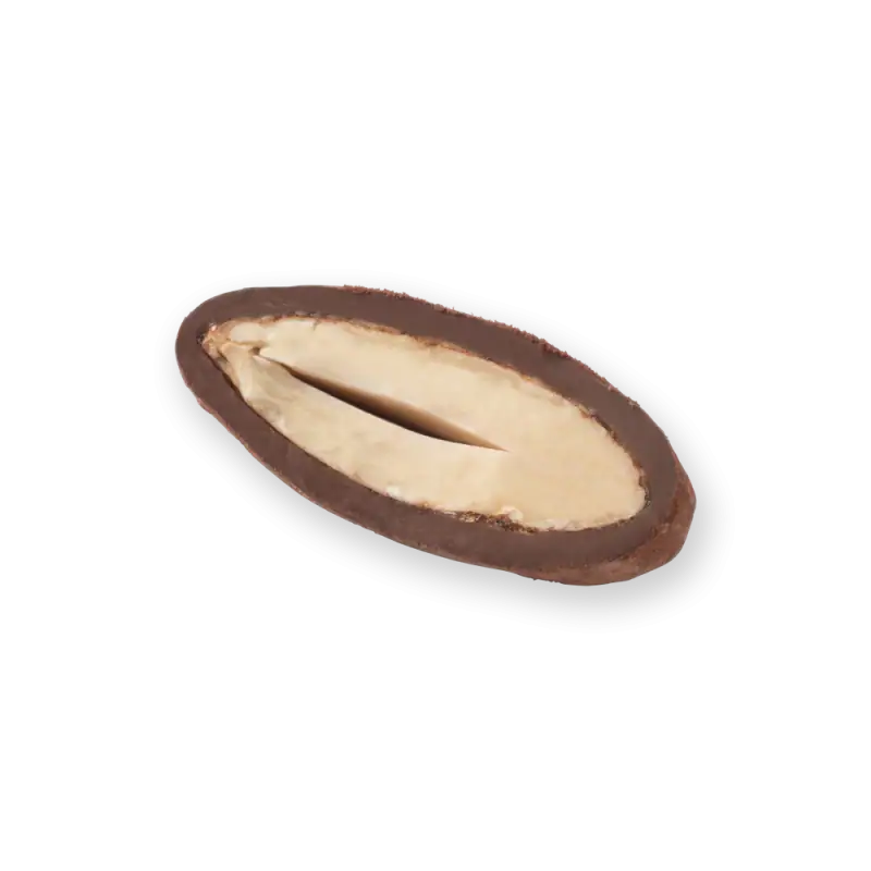 Roasted halved Brazil nut with smooth creamy interior and dark brown shell, high-quality product from Turkey.
